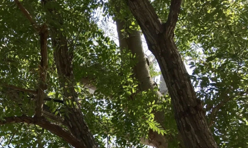 La madera de cedro ha sido históricamente utilizada para construir muebles de alta gama en todo el mundo / Foto: cortesía MAATE