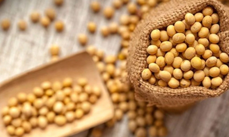 La soya contiene entre un 35 % y un 40 % de proteína de alta calidad y los nueve aminoácidos esenciales / Foto: cortesía