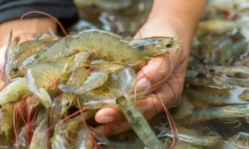 Autoridades pesqueras argentinas mantendrán un encuentro clave con Diana Salazar para definir los términos de esta compra / Foto: cortesía Pescare