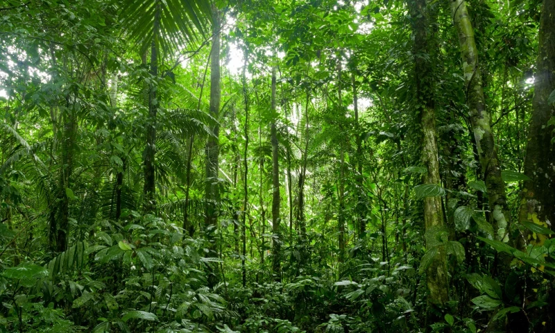 Describen nueva especie de árbol, raro y endémico en Ecuador / Foto: Shutterstock