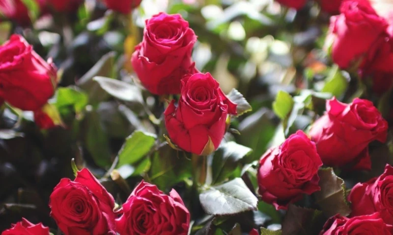 Principales noticias de Ecuador hoy - 4 de febrero de 2026 / Foto: cortesía Camae