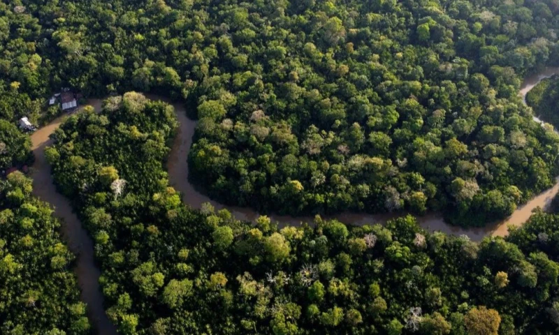 El hallazgo fue confirmado por el Instituto de Investigaciones de la Amazonía Peruana / Foto: cortesía El Nuevo Día