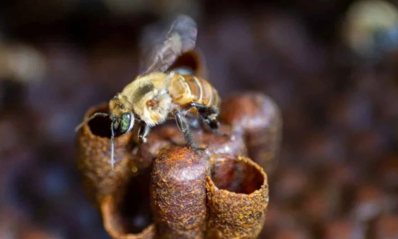 A inicios de 2025 entró en vigor la Ley 32235, que incorporó a las abejas sin aguijón dentro del régimen de protección de la apicultura / Foto: cortesía Ecoticias