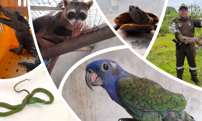 Las operaciones contaron con apoyo de las Fuerzas Armadas, la Policía Nacional, WCS Ecuador y la UNODC / Foto: cortesía MAE