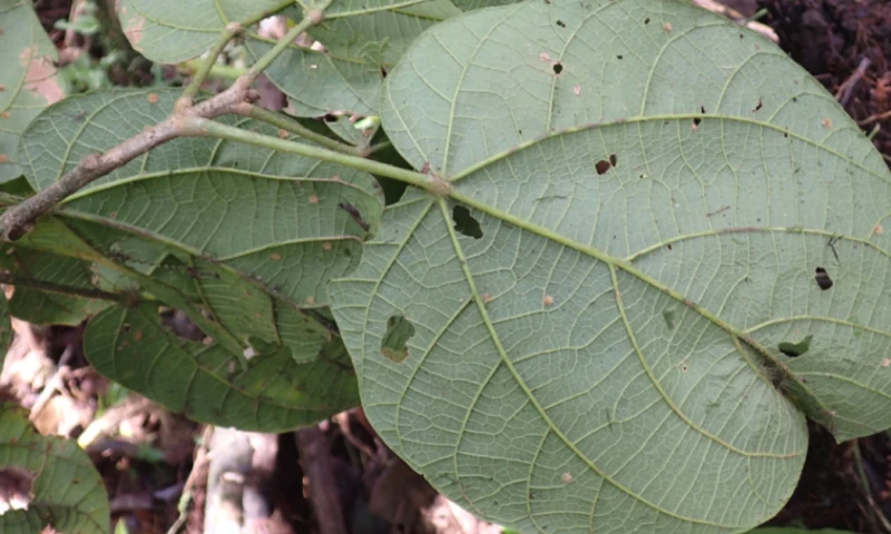 Phragmotheca centinelensis puede alcanzar hasta 50 metros de altura / Foto: cortesía Mashpi Lodge