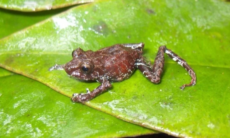 Estas especies se localizaron en torno a la cuenca del río Mira / Foto: cortesía PUCE