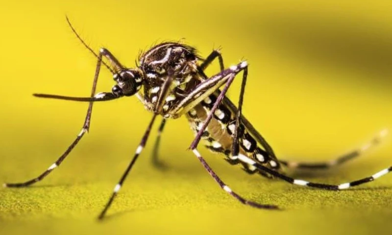 La alerta sanitaria se produjo luego del fallecimiento de un niño de 11 años, oriundo del cantón Joya de los Sachas / Foto: cortesía