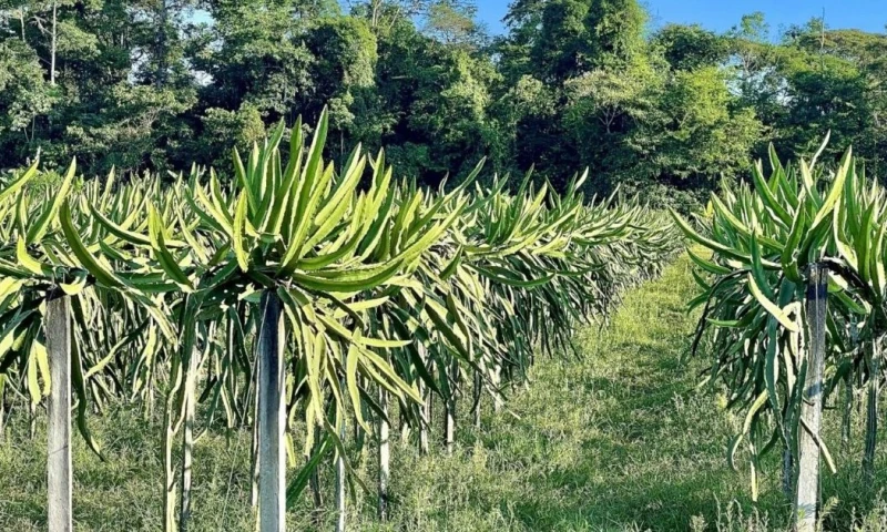 Los datos fueron analizados por la Fundación EcoCiencia para la iniciativa MapBiomas Ecuador / Foto: cortesía 