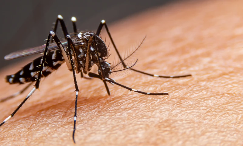 El oropouche es una enfermedad arboviral causada por el virus del mismo nombre, con circulación en América del Sur, Central y del Caribe/ Foto: cortesía 