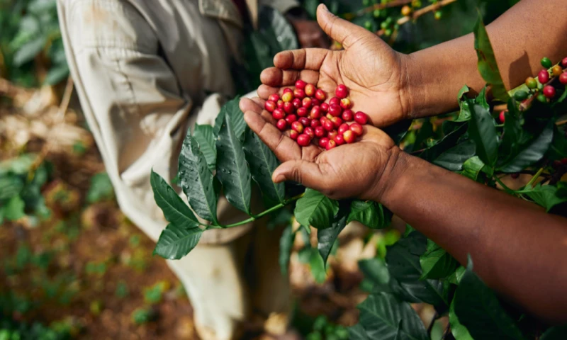 El proyecto se ejecutará en las seis provincias de la región amazónica / Foto: Shutterstock