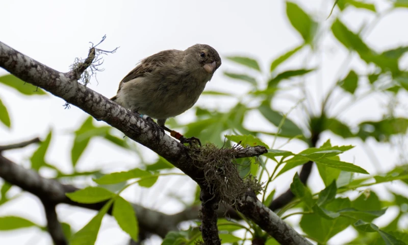 Entre los 510 pinzones hay ejemplares de cinco especies nativas / Foto: EFE