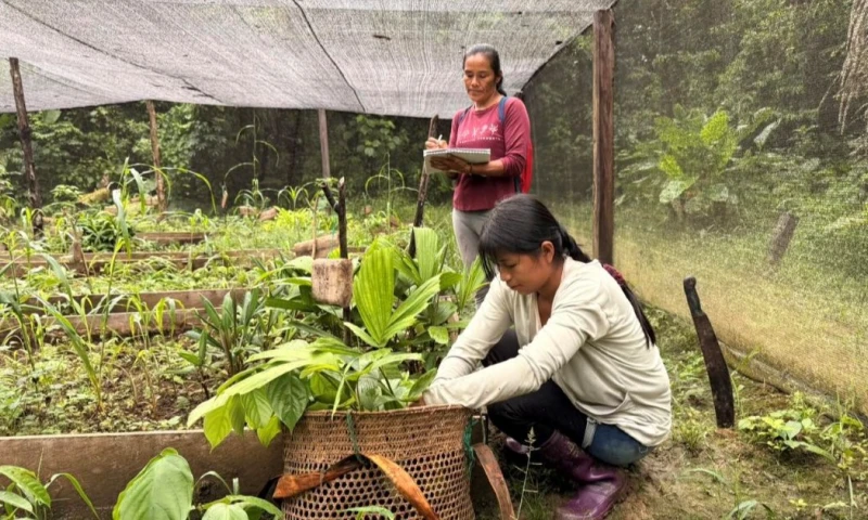 Uno de los avances más significativos ha sido la recuperación del wayuri/ Foto: cortesía Fundación Jallinga