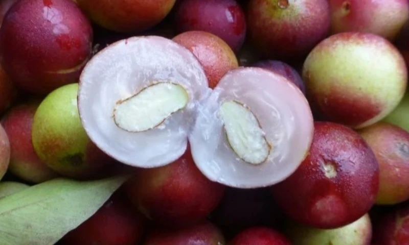 Algunas de estas delicias son tan exclusivas que solo se encuentran en estos bosques / Foto: cortesía Abc Blogs