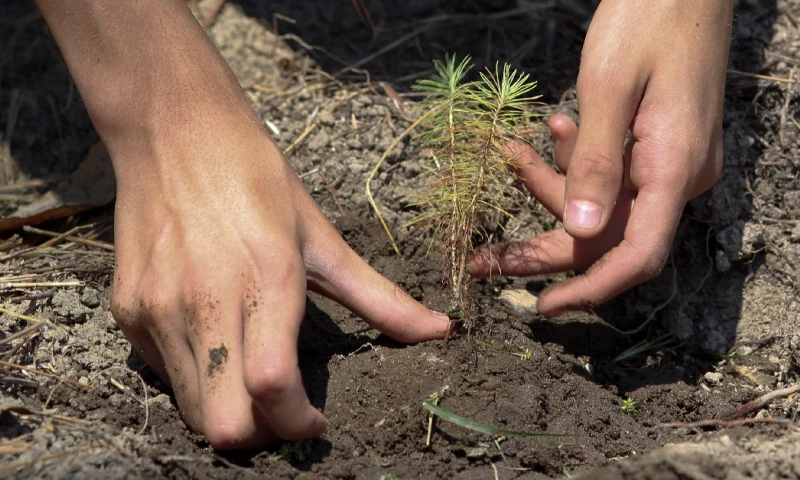 4 provincias amazónicas plantarán 100 mil árboles  / Foto: EFE