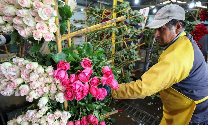 Rosas ecuatorianas entrarán sin aranceles a EEUU tras acuerdo / Foto: EFE