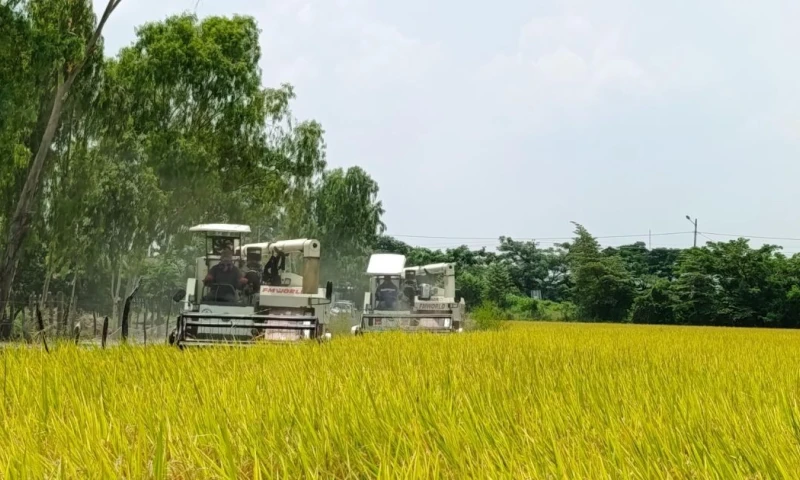 El precio mínimo de sustentación se mantiene en 34 dólares por saca de 205 libras para arroz de grano corto y 36 dólares para grano largo / Foto: cortesía MAGP