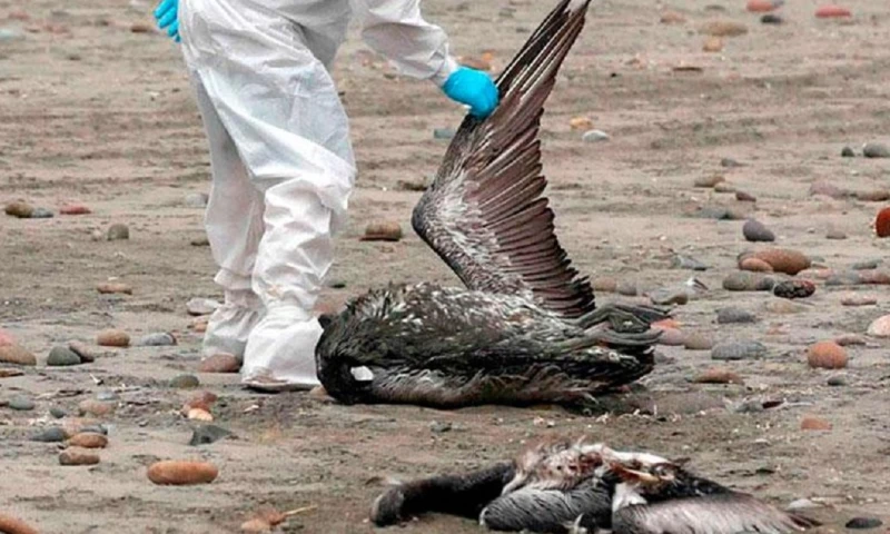 El MAATE informó este sábado que activó el protocolo de vigilancia y seguimiento en la provincia costera del Guayas, tras la presencia de aves muertas / Foto: cortesía 