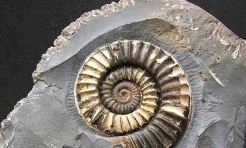 El IIGE ha utilizado la bioestratigrafía para determinar la edad relativa de los estratos / Foto: IIGE