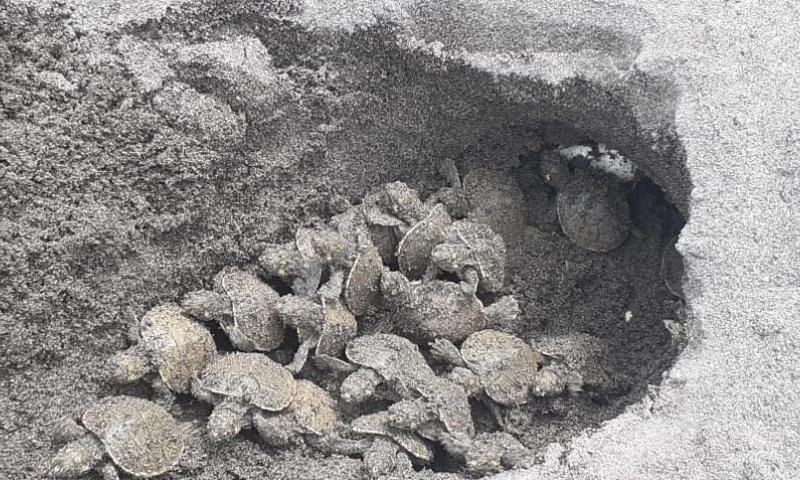 Nacen 77 tortugas charapa en El Yasuní / Foto: EFE