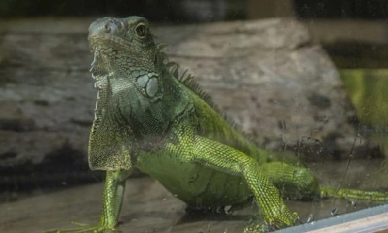 El zoológico refugia actualmente a 853 animales/ Foto: cortesía El Zoológico de Guayllabamba
