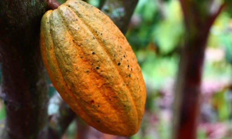 Las moliendas de cacao en América, Europa y Asia cayeron menos de lo estimado / Foto: cortesía Fundación Antama