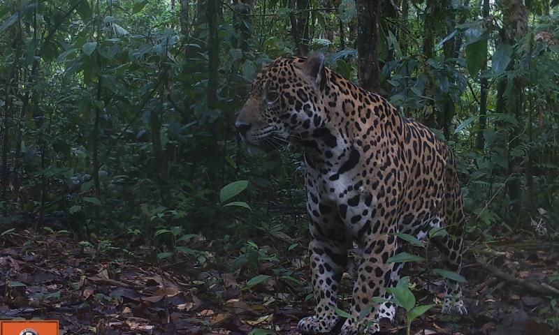 Reserva de Producción de Fauna Cuyabeno - Foto: WWF - Ecuador