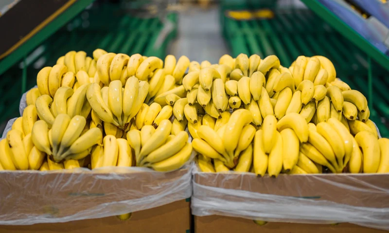 Tras haber cerrado 2024 con exportaciones por valor de 3.656 millones de dólares, en los primeros cuatro meses de 2025 se exportaron desde Ecuador un total de 139,73 millones de cajas de banano de 18,14 kilos cada una./ Foto: cortesía