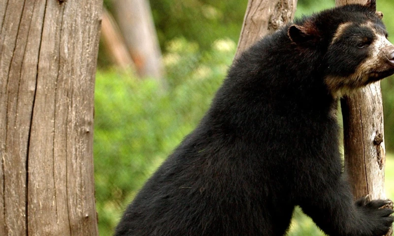 Ratifican la importancia de conectar los bosques en Ecuador tras avistar un oso andino / Foto: EFE