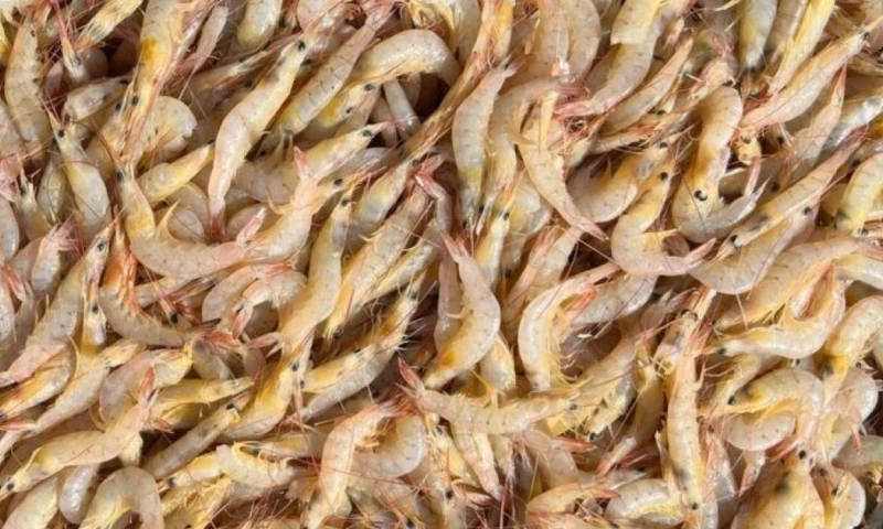 Emiratos Árabes Unidos es un mercado estratégico debido a su alto consumo de pescados y mariscos / Foto: cortesía Cámara Nacional de Pesquería