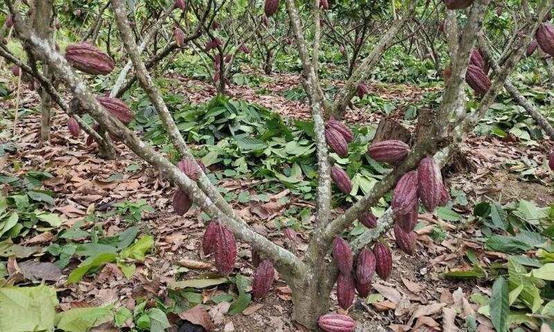 El aumento en las exportaciones de cacao responde al incremento en su precio internacional / Foto: cortesía Anecacao