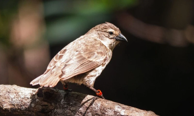 El MAE indicó que mantiene desde hace más de 15 años acciones permanentes de conservación del pinzón de manglar / Foto: cortesía MAE
