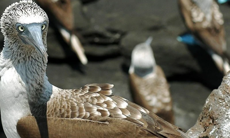 Se trata del conteo abierto en el que durante todo diciembre se podrá participar desde el jardín, en la comodidad de las casas, o cuando se salga a caminar. Foto: EFE