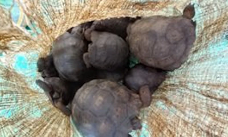 Las especies marinas recuperadas -luego de una inspección veterinaria respectiva- fueron trasladadas al Parque Marino Valdivia, del cantón Santa Elena / Foto: Cortesía Fiscalía