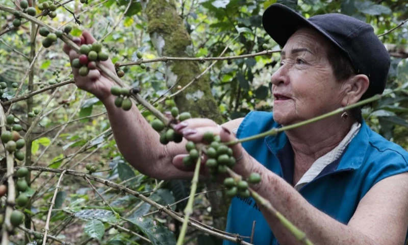 Colombia es el mayor productor mundial de café arábigo suave / Foto: EFE
