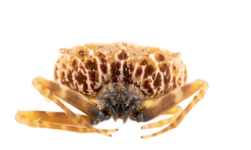 Una nueva especie de araña cazadora fue descubierta en la Amazonía de Ecuador / Foto: INABIO