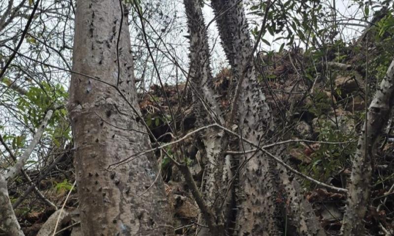 Spirotheca zapotillana pertenece a la familia Malvaceae / Foto: cortesía