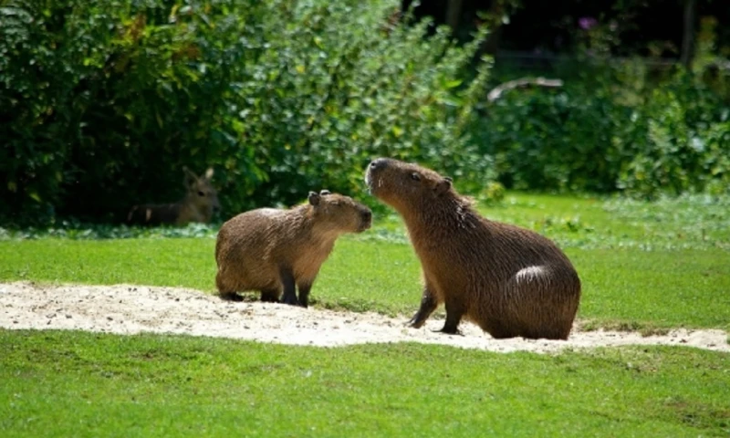 Los 11 ciudadanos fueron aprehendidos durante un operativo de control de armas ejecutado en la vía a Puerto Providencia / Foto: cortesía Fiscalía