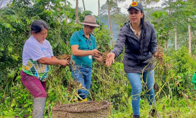Se sembró maní, aplicando técnicas de recuperación de suelos / Foto: cortesía MAG