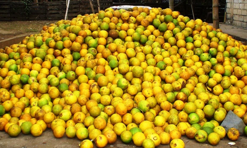 La mayor parte de la producción proviene de la zona baja de Chone, considerada uno de los principales sectores citrícolas de Manabí / Foto: cortesía MAGP