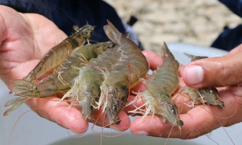 Entre enero y mayo de este año, las exportaciones no petroleras ni mineras crecieron un 23 % / Foto: cortesía Ministerio de Producción