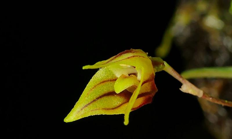 Se distingue por su impresionante combinación de colores amarillo, rojo rubí y blanco/ Foto: cortesía UEA