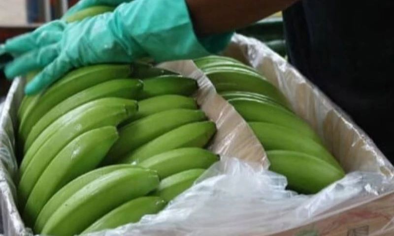 El repunte en las exportaciones también respondió a factores externos, como la menor producción bananera en Centroamérica / Foto: cortesía Banana Export