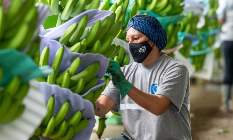 La Unión Europea se mantuvo como el principal destino del banano / Foto: cortesía Acorbanec
