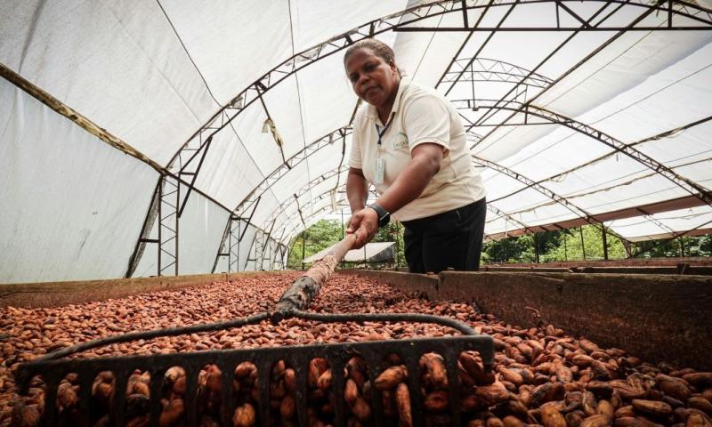 Según Mollison, la tecnificación del cultivo es determinante para aumentar la productividad y reducir costos operativos / Foto: cortesía