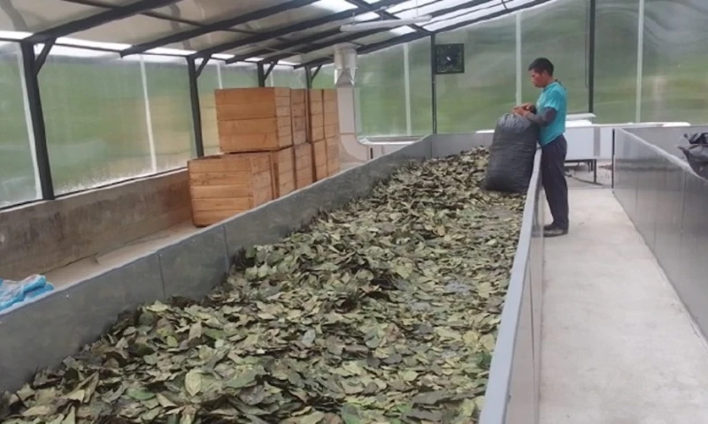 El desecado del primer lote de guayusa en Napo se realizó con secador solar / Foto: Cortesía IIGE)