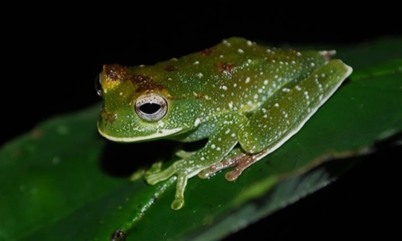 Las investigaciones se desarrollaron entre 2013 y 2018 e incluyeron recorridos diurnos y nocturnos en distintos hábitats / Foto: cortesía Bioweb