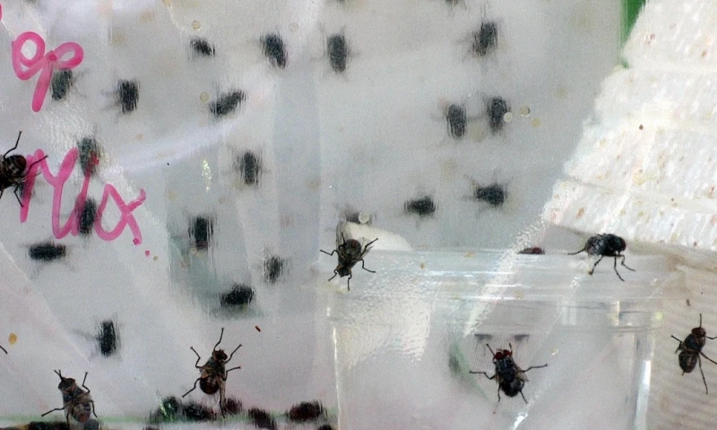 Diminuta mosca amenaza a 21 especies de aves en Galápagos / Foto: EFE