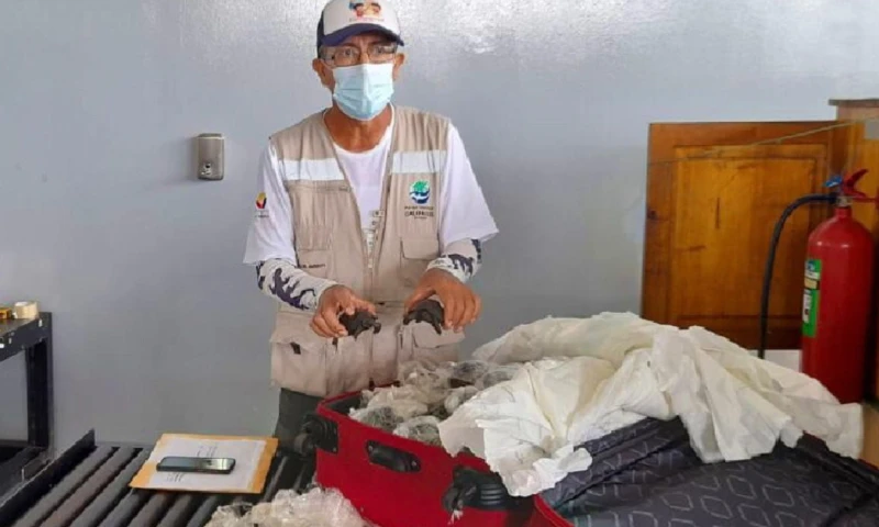 Policía fue condenado a 3 años de prisión por tráfico de tortugas de Galápagos / Foto: Cortesía Ministerio de Ambiente