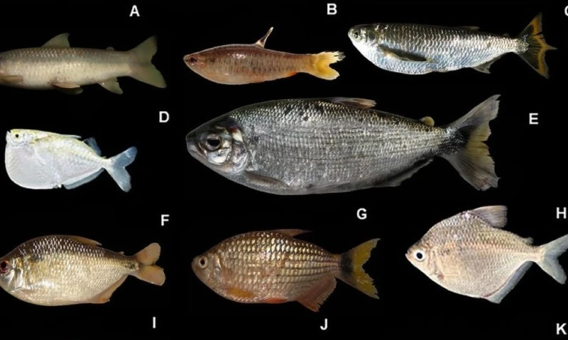 El río Conambo es considerado un entorno clave para estudiar procesos ecológicos y fortalecer estrategias de conservación en la Amazonía / Foto: cortesía MAE