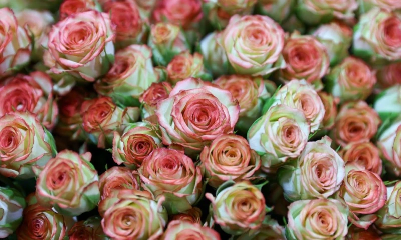 Las rosas llegaron al puerto de Shanghai el pasado 22 de agosto / Foto: EFE